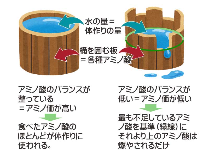 アミノ酸バランスの重要性