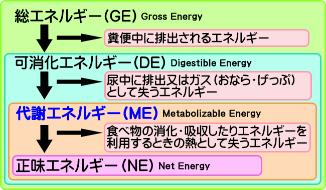 摂取エネルギーの定義