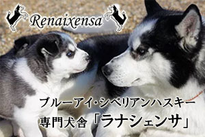 ブルーアイ・シベリアンハスキー専門犬舎「ラナシェンサ」