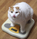 猫と体重計