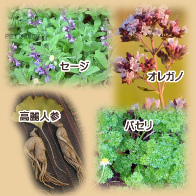 野菜・果物・ハーブや薬草