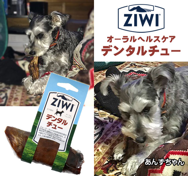 デンタルチューをかじるあんずちゃん
