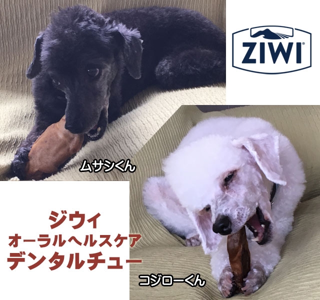 デンタルチューをかじるムサコジくん
